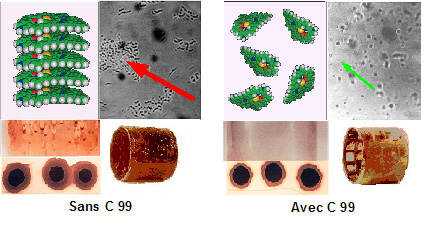 Crepine bacteries C99